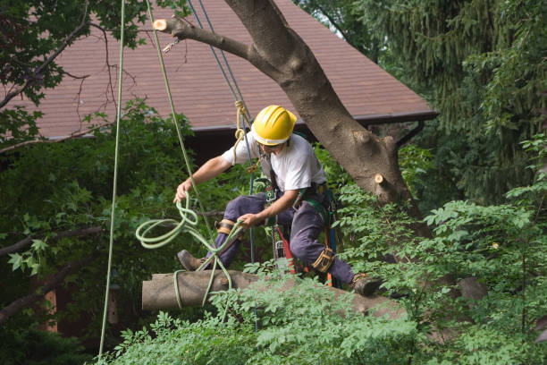 Orchard City, CO Tree Removal Services Company