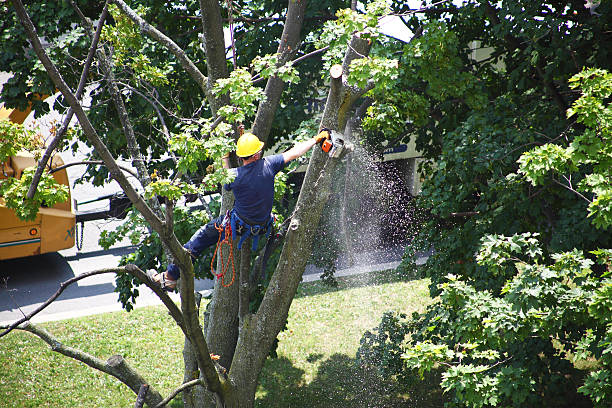 Lawn Drainage Solutions in Orchard City, CO